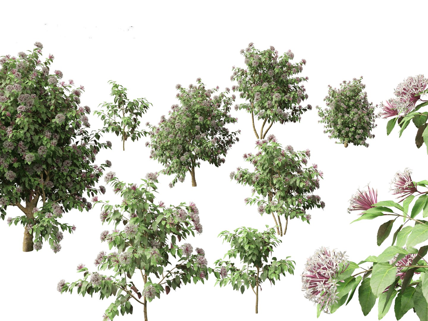 3D Clerodendrum quadriloculare - Starburst Shrub https://p.turbosquid.com/ts-thumb/wF/MOS9BX/jT/clerodendrumquadriloculare019/jpg/1693835993/1920x1080/fit_q87/41f052560ca9180b672ec40363c6e821e1c3af6b/clerodendrumquadriloculare019.jpg