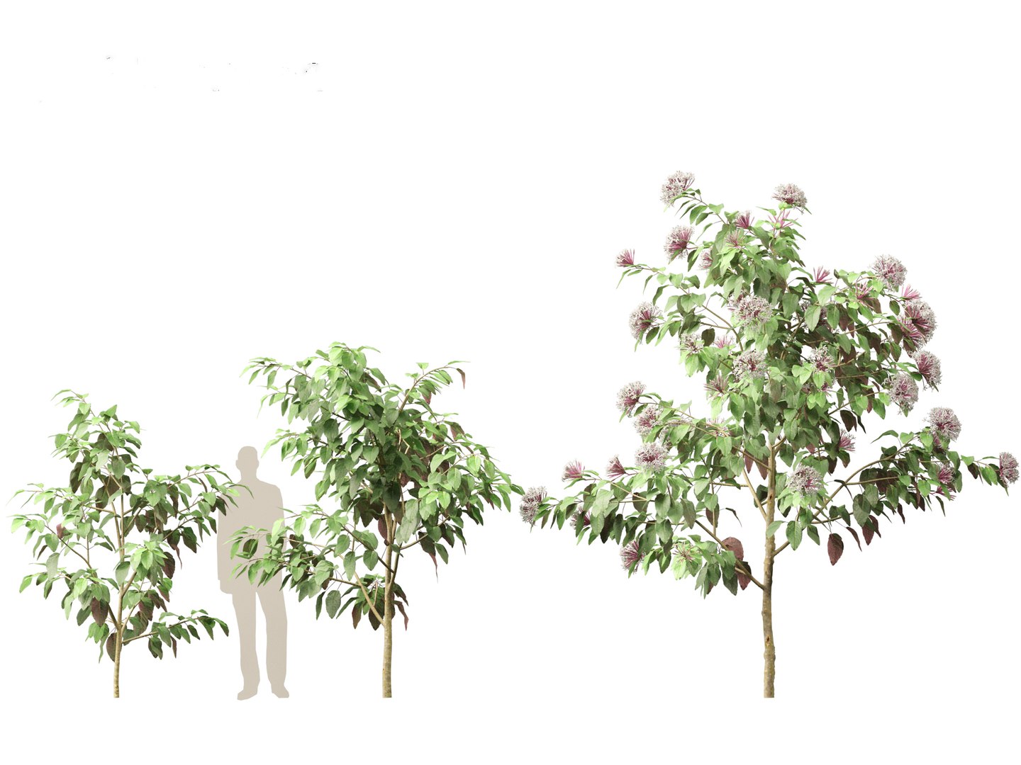 3D Clerodendrum quadriloculare - Starburst Shrub https://p.turbosquid.com/ts-thumb/wF/MOS9BX/kt/clerodendrumquadriloculare013/jpg/1693835953/1920x1080/fit_q87/640a711cd6f826619ea06ce0624cc65b8425ebab/clerodendrumquadriloculare013.jpg