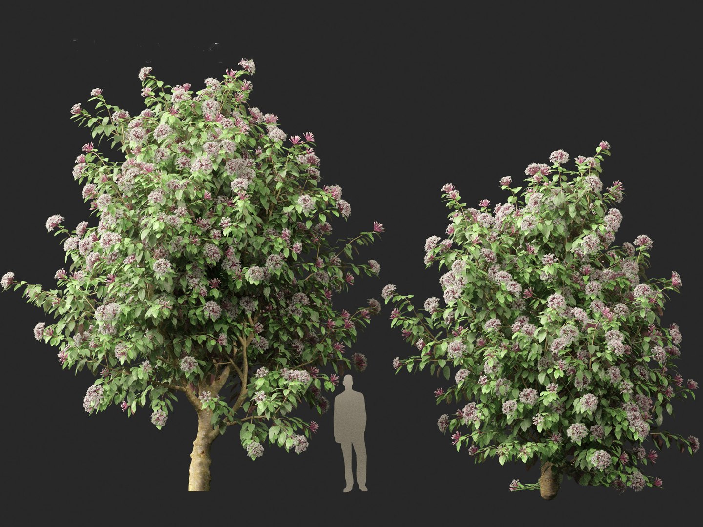 3D Clerodendrum quadriloculare - Starburst Shrub https://p.turbosquid.com/ts-thumb/wF/MOS9BX/mC/clerodendrumquadriloculare018/jpg/1693835990/1920x1080/fit_q87/c999e4020c241d9a391e5c19143d91e1d41012dd/clerodendrumquadriloculare018.jpg