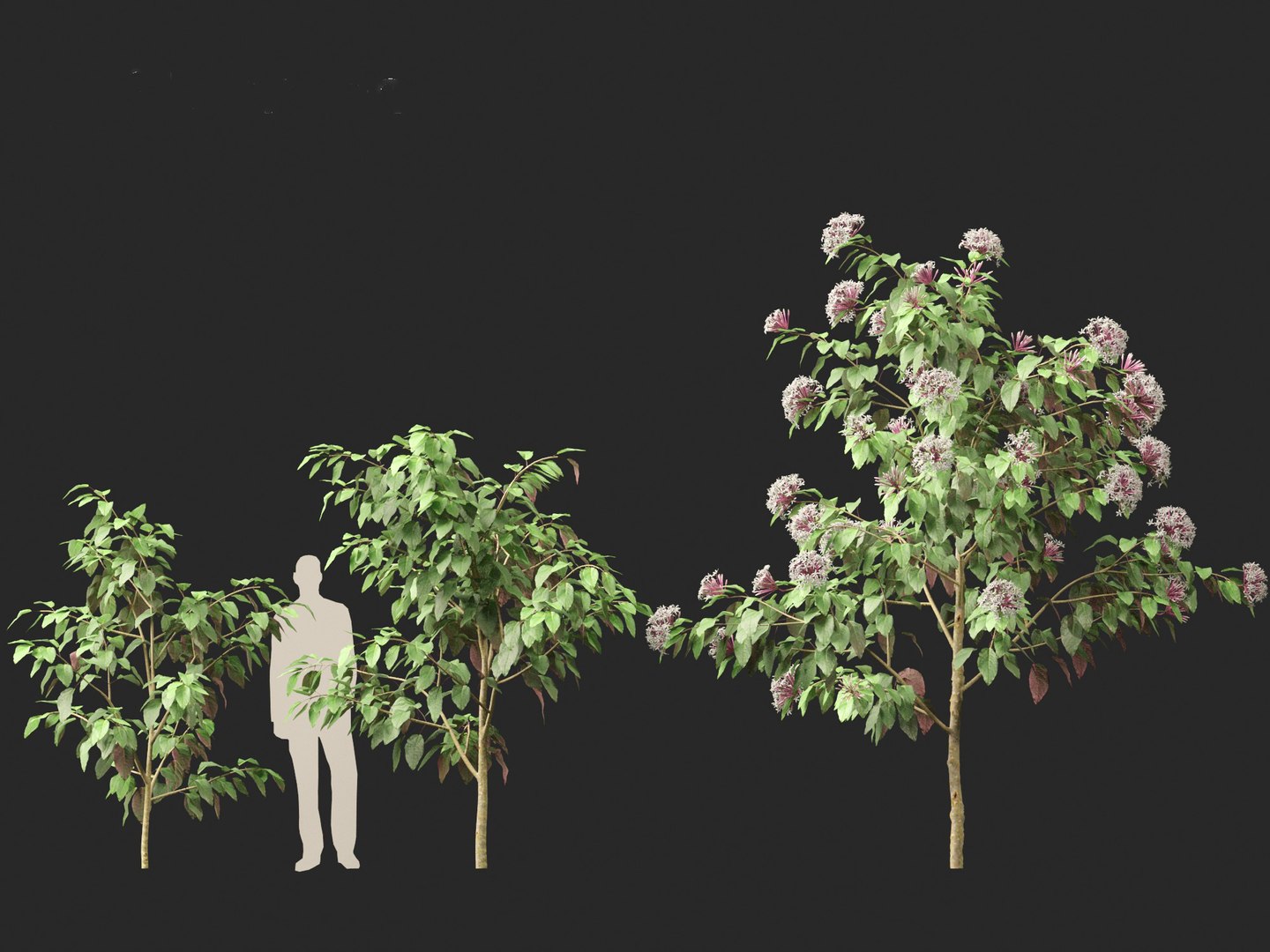 3D Clerodendrum quadriloculare - Starburst Shrub https://p.turbosquid.com/ts-thumb/wF/MOS9BX/qY/clerodendrumquadriloculare014/jpg/1693835969/1920x1080/fit_q87/da2d676d74c72ff8d538a87e6472a31ed319a83a/clerodendrumquadriloculare014.jpg