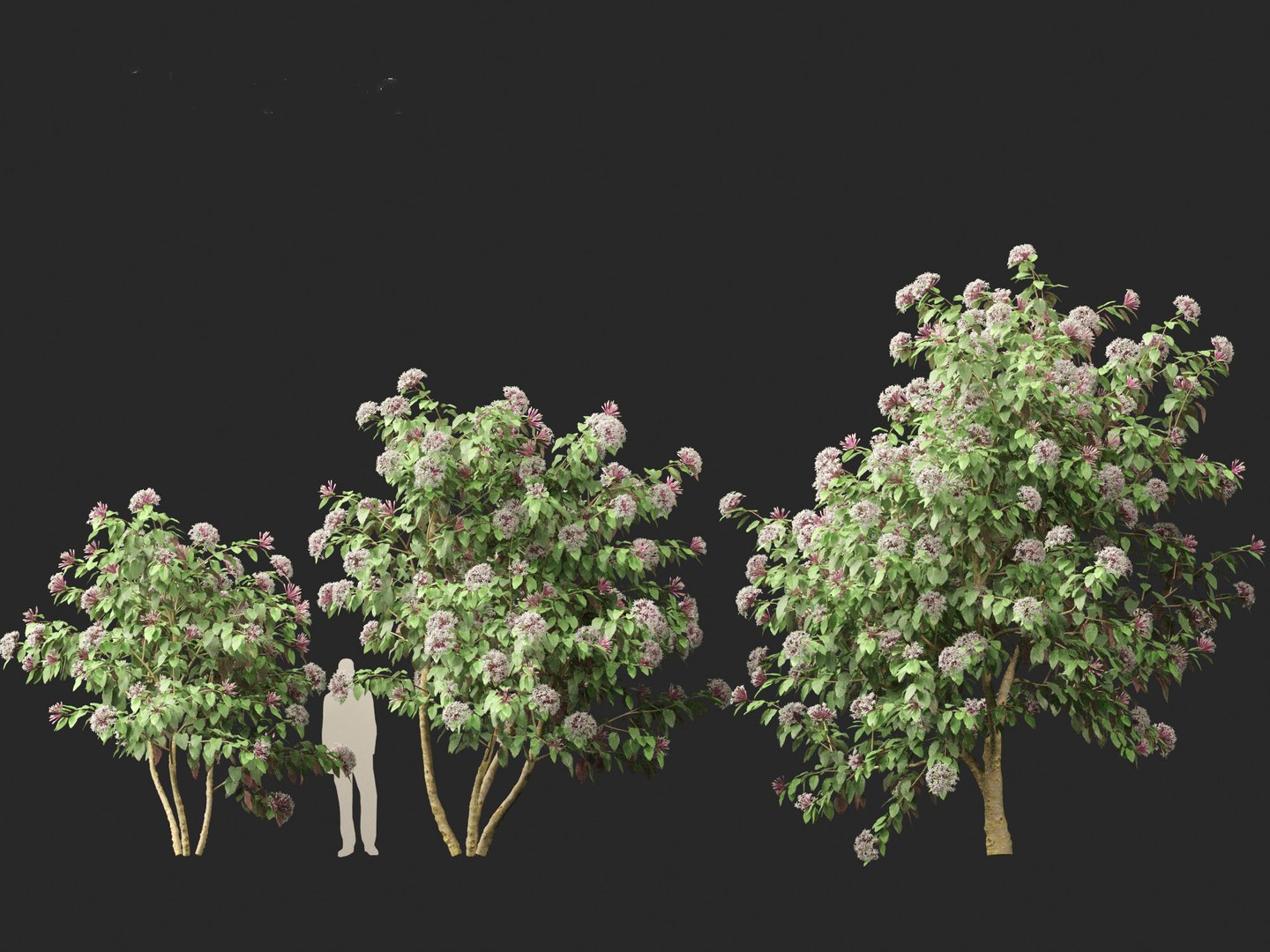 3D Clerodendrum quadriloculare - Starburst Shrub https://p.turbosquid.com/ts-thumb/wF/MOS9BX/tH/clerodendrumquadriloculare016/jpg/1693835977/1920x1080/fit_q87/a2747213fd215ed512105146b0e819814834edd9/clerodendrumquadriloculare016.jpg