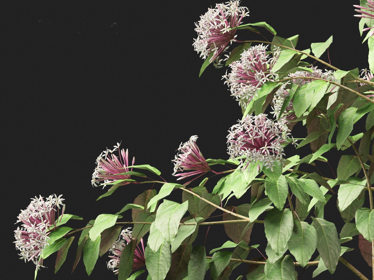 3D Clerodendrum quadriloculare - Starburst Shrub https://p.turbosquid.com/ts-thumb/wF/MOS9BX/to/clerodendrumquadriloculare0112/jpg/1693836003/1920x1080/fit_q87/ec84e611f2a9d2edb2aaa902928520bc65f679df/clerodendrumquadriloculare0112.jpg