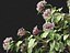 Clerodendrum quadriloculare - Starburst Shrub