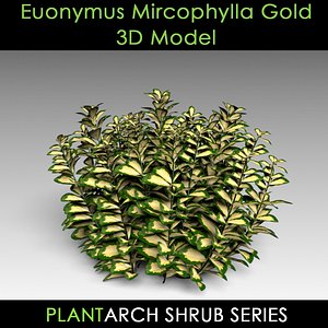 Euonymus Mircophyllus Gold 3D Model
