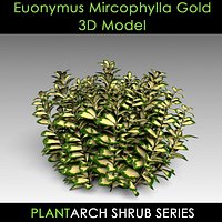 Euonymus Mircophyllus Gold 3D Model