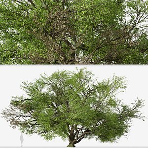 3D Quercus virginiana or Southern live oak Tree model