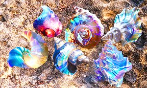 Colorfull Seashell Pack 3D model