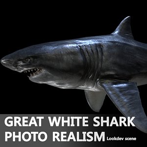 great white shark 3d ma