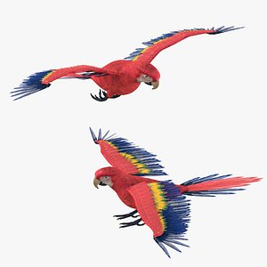 Macaw Parrot Bird Rigged