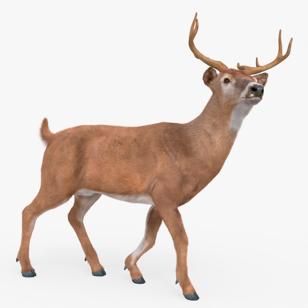 Virginia Deer Animated Fur Rigged For Blender 3D model preview