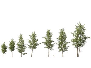 3D Highpoly-Low Poly - Betula Pendula - Silver Birch model