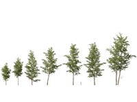 Highpoly-Low Poly - Betula Pendula - Silver Birch