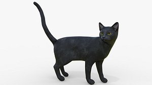 Black Cat Rigged for Cinema