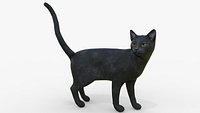 Black Cat Rigged for Cinema
