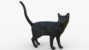 Black Cat Rigged for Cinema