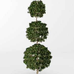 boxwood topiary 3D model