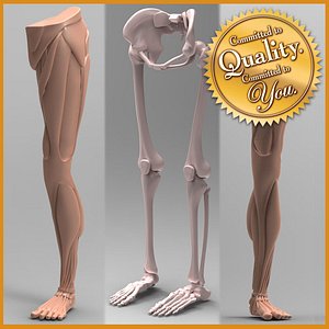 Human Leg Anatomy [Combo Pack]