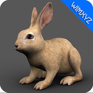 3d model rabbit