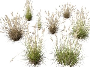 HighpolyLow Poly Rytidosperma caespitosum - Common Wallaby-grass model