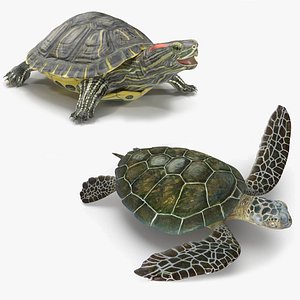 3D model turtles rigged