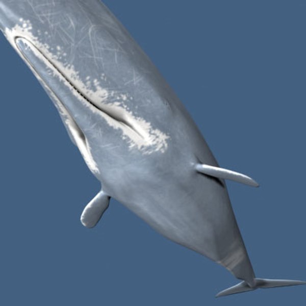 obj sperm whale