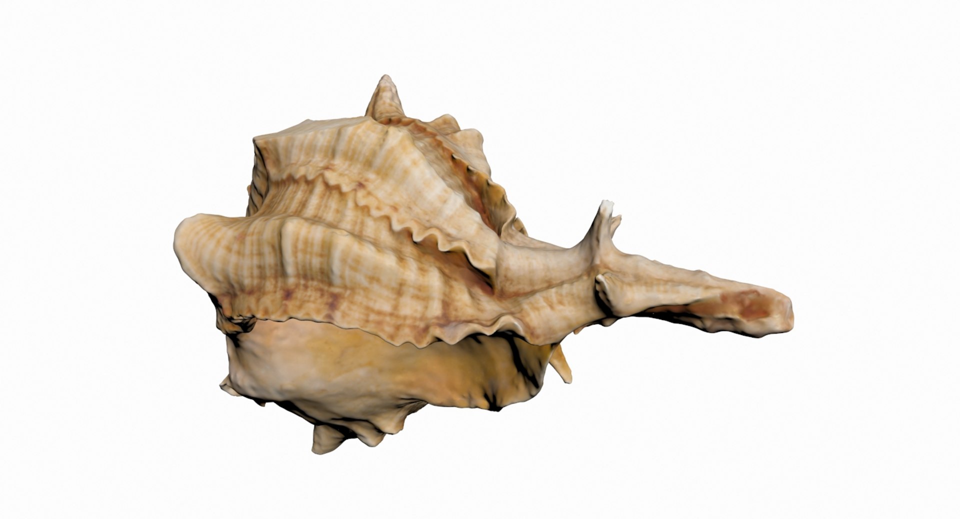 3D Sea Shell Model - TurboSquid 1382766