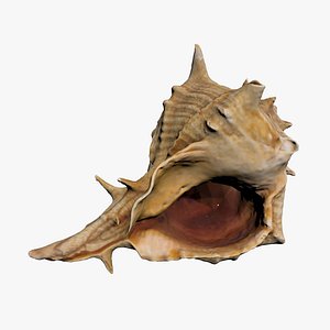 3D sea shell model