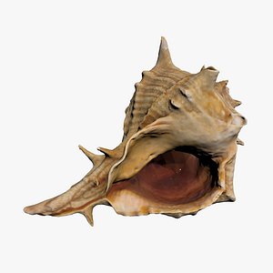 Sea Shell