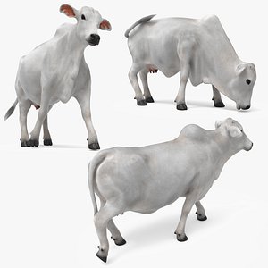 Nelore Cow Fur Set Animated Rigged For Maya