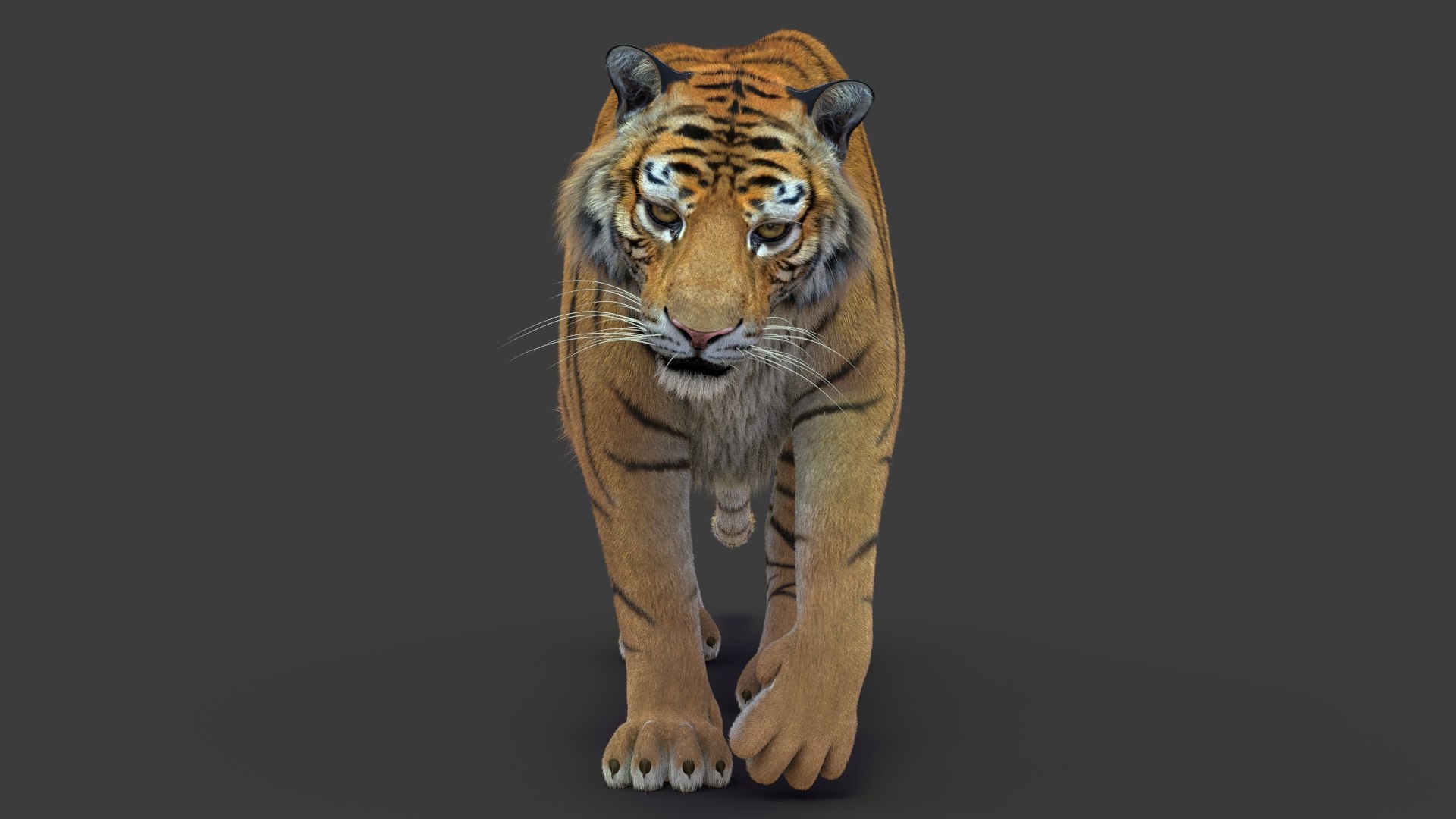 tiger 2 fur rigged 3D model https://p.turbosquid.com/ts-thumb/wG/cHys7s/BeuC2368/tigerfurrigged02/jpg/1568128652/1920x1080/fit_q87/0f3d8261889cdb29e1b08d9951ceec6349befaca/tigerfurrigged02.jpg