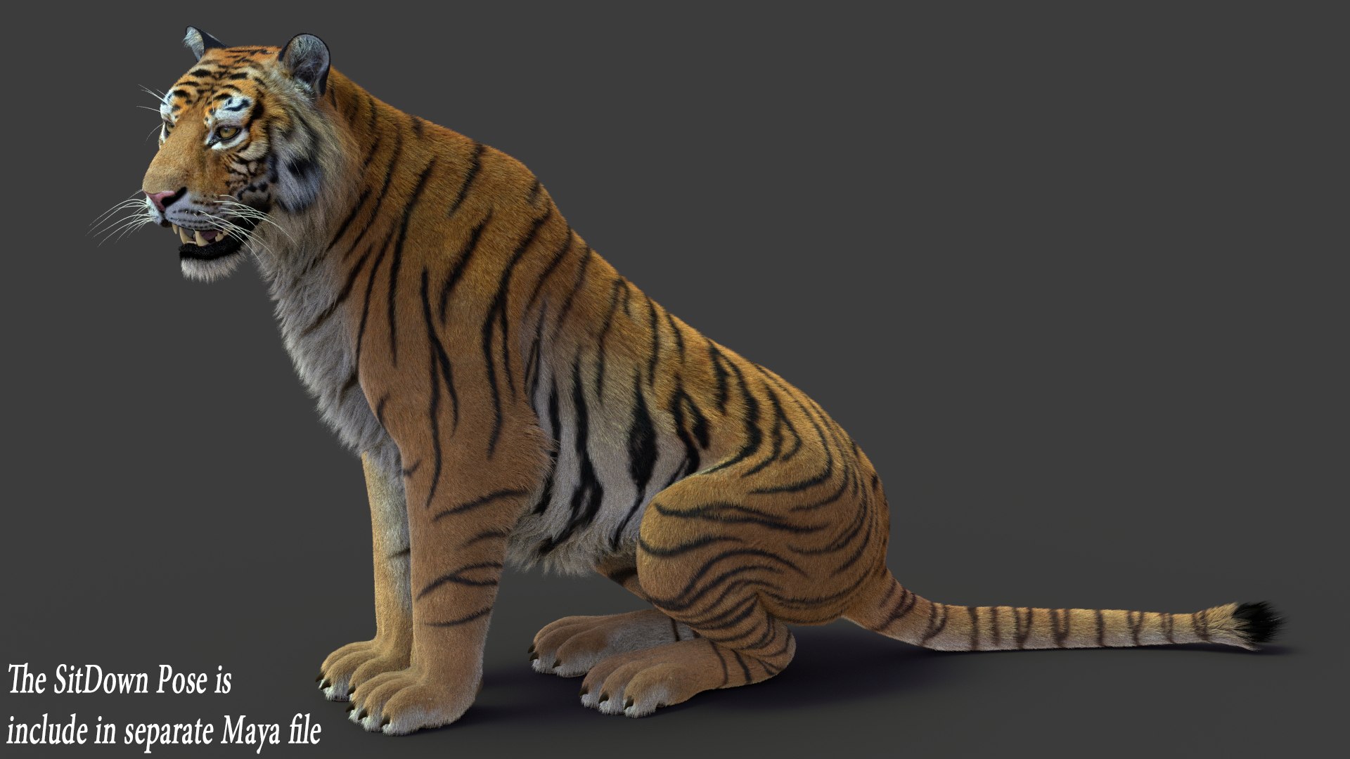 tiger 2 fur rigged 3D model https://p.turbosquid.com/ts-thumb/wG/cHys7s/FHleVRik/tigerfurrigged14/jpg/1568402076/1920x1080/fit_q87/80117b39776cc82423a7d3ca102c4b3b5119a0d3/tigerfurrigged14.jpg