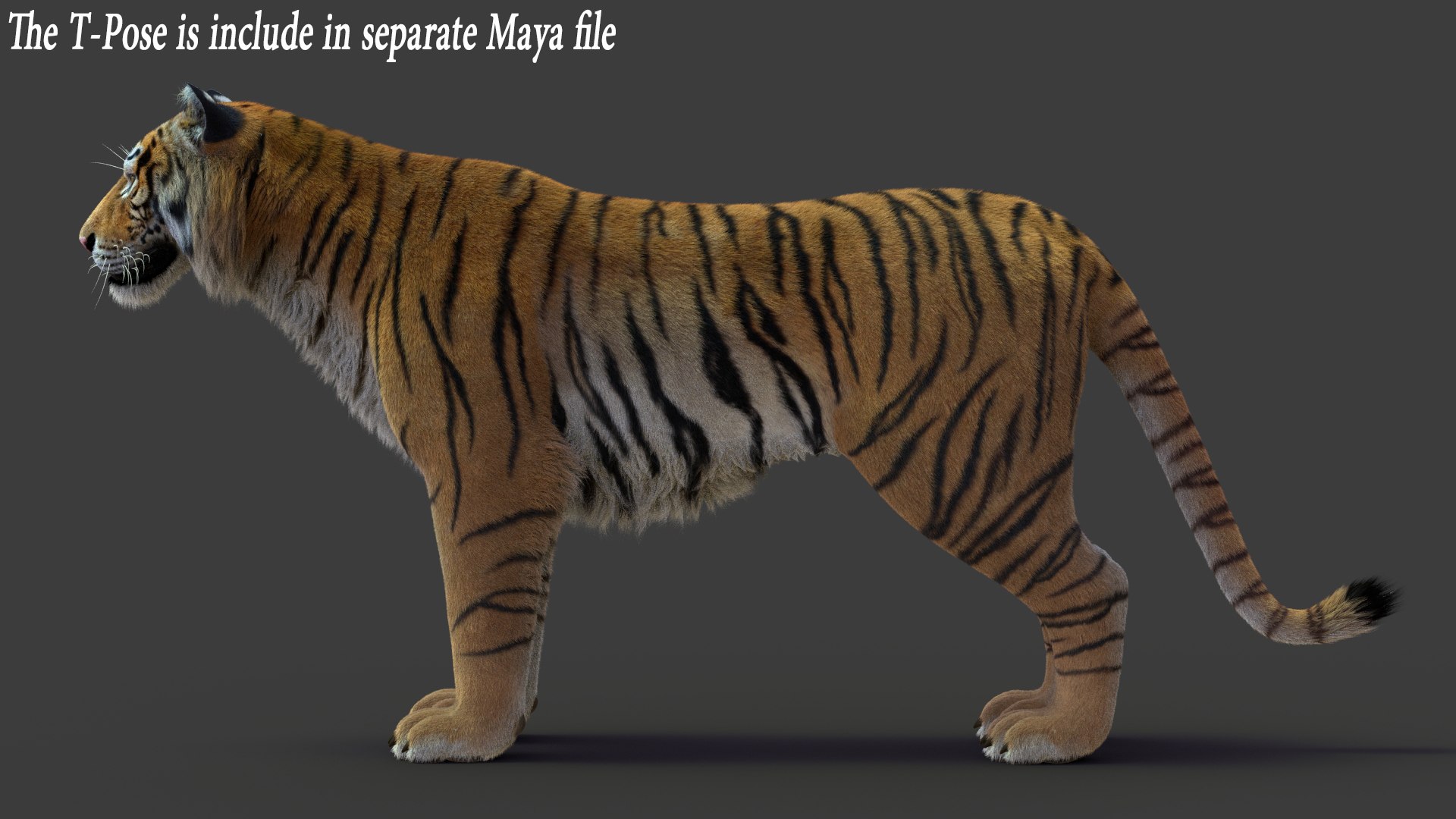 tiger 2 fur rigged 3D model https://p.turbosquid.com/ts-thumb/wG/cHys7s/G3AOmsT7/tigerfurrigged16/jpg/1568403480/1920x1080/fit_q87/57dfb62679fa4e769e306e746df9afe80e20eb55/tigerfurrigged16.jpg