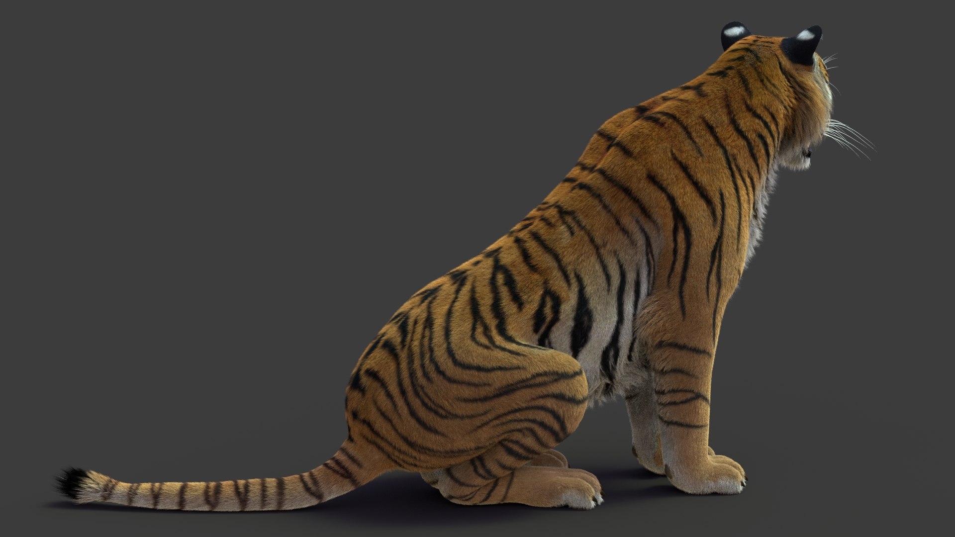 tiger 2 fur rigged 3D model https://p.turbosquid.com/ts-thumb/wG/cHys7s/KMVcFvw1/tigerfurrigged15/jpg/1568402083/1920x1080/fit_q87/5ba08c9a2fc1ab0ef15d6bec8ae031b799e69ac5/tigerfurrigged15.jpg