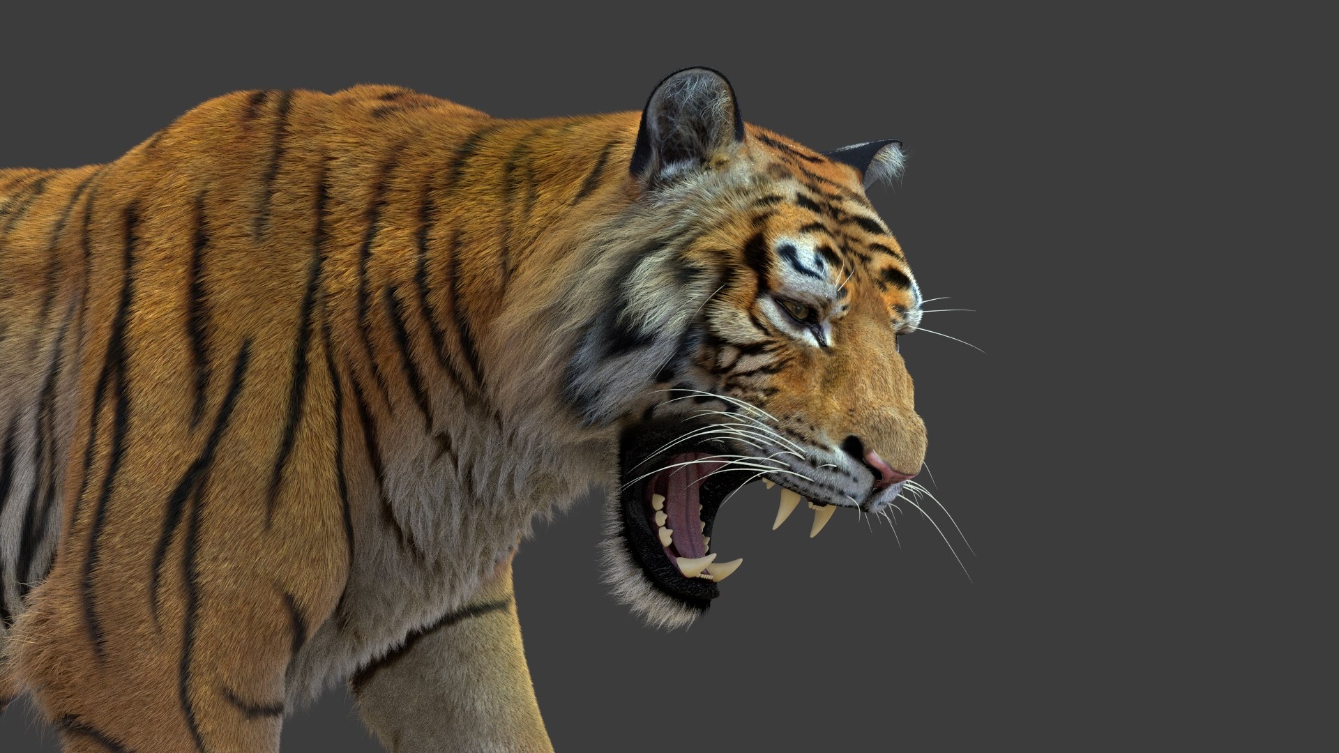 tiger 2 fur rigged 3D model https://p.turbosquid.com/ts-thumb/wG/cHys7s/KnzOqH6X/tigerfurrigged05/jpg/1568128663/1920x1080/fit_q87/fc9ec0f31b6d52c01aa459ca0038e45203ff4487/tigerfurrigged05.jpg