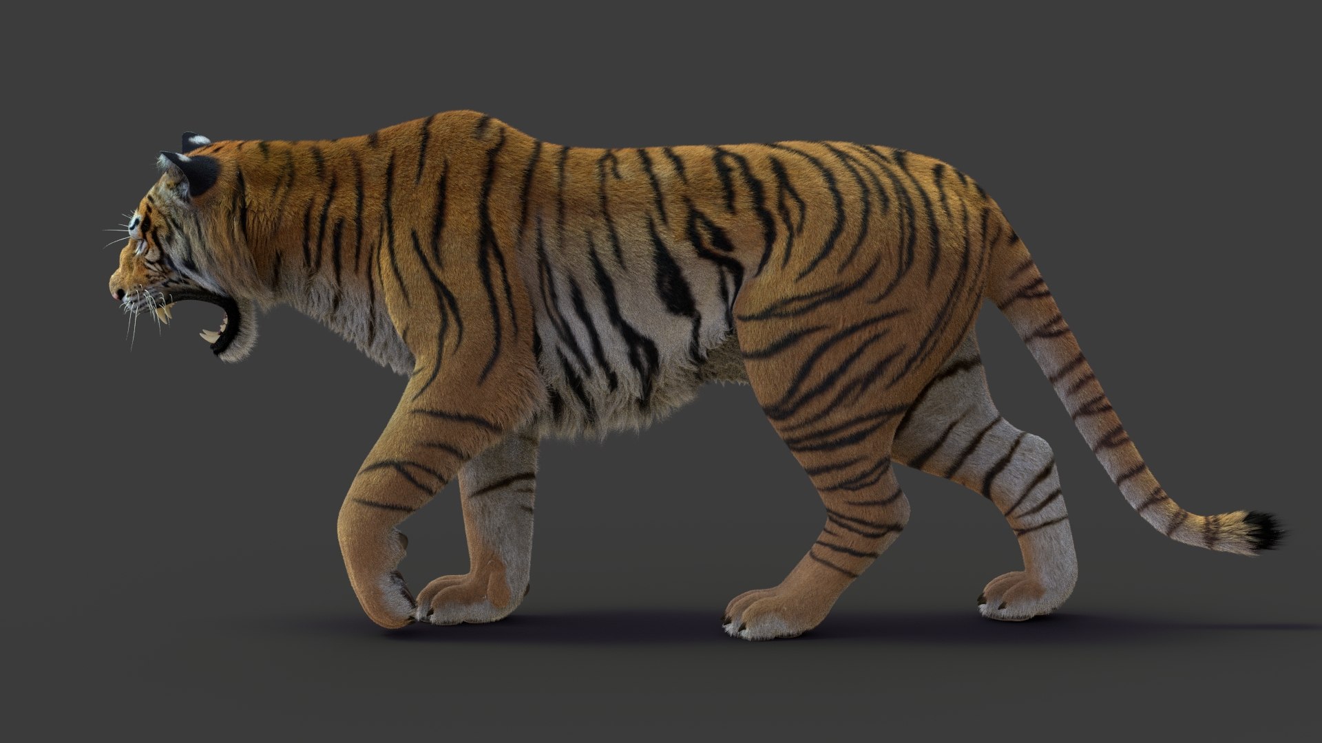 tiger 2 fur rigged 3D model https://p.turbosquid.com/ts-thumb/wG/cHys7s/O3xM4YIh/tigerfurrigged09/jpg/1568386199/1920x1080/fit_q87/ac1b1ef1e5f5b8b9847d0183ea99b2af7a2d6cf5/tigerfurrigged09.jpg
