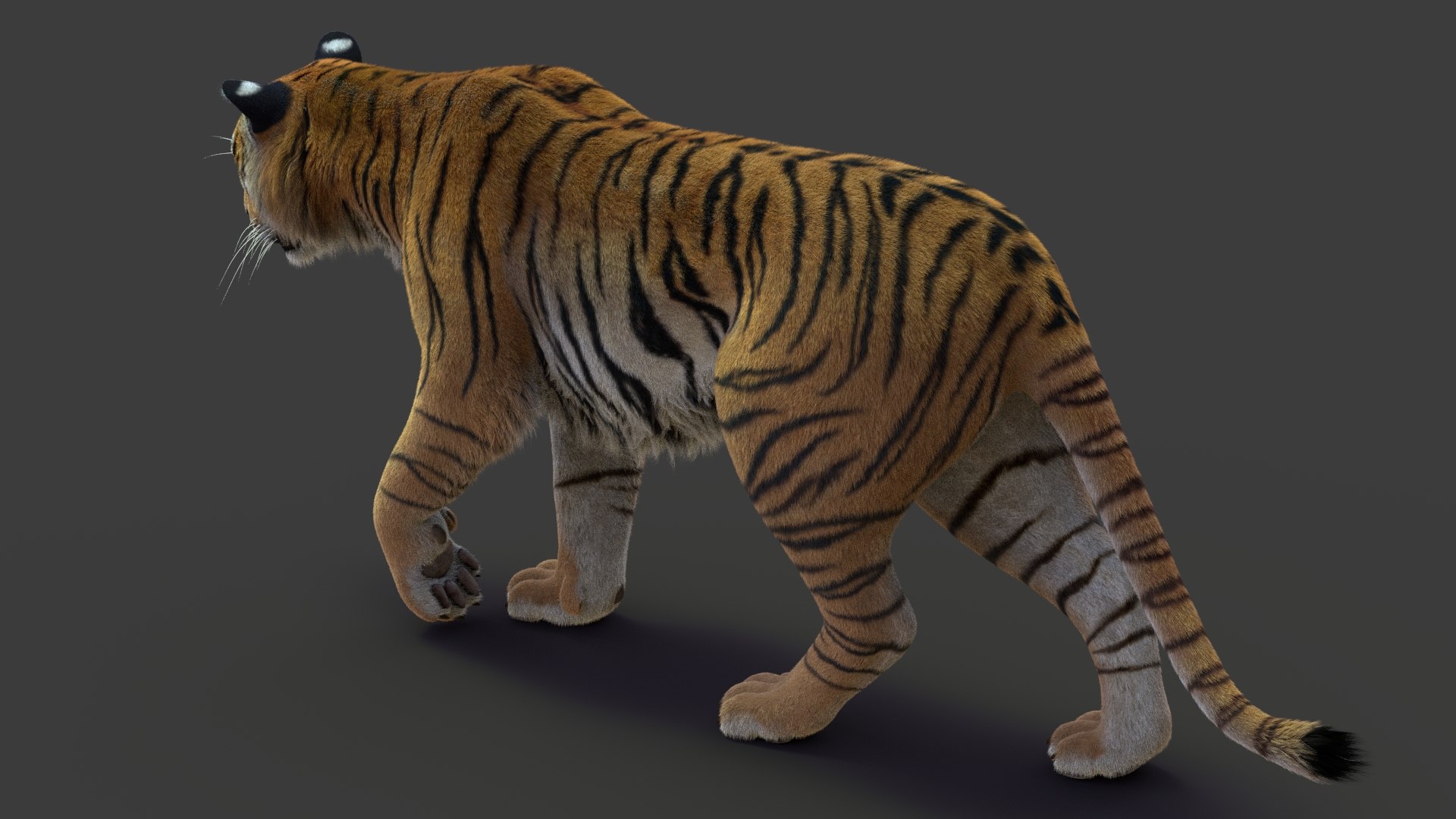 tiger 2 fur rigged 3D model https://p.turbosquid.com/ts-thumb/wG/cHys7s/QS6EbTn3/tigerfurrigged06/jpg/1568128666/1920x1080/fit_q87/833a9df75bffe680cd71687f42e379d52b5bab04/tigerfurrigged06.jpg