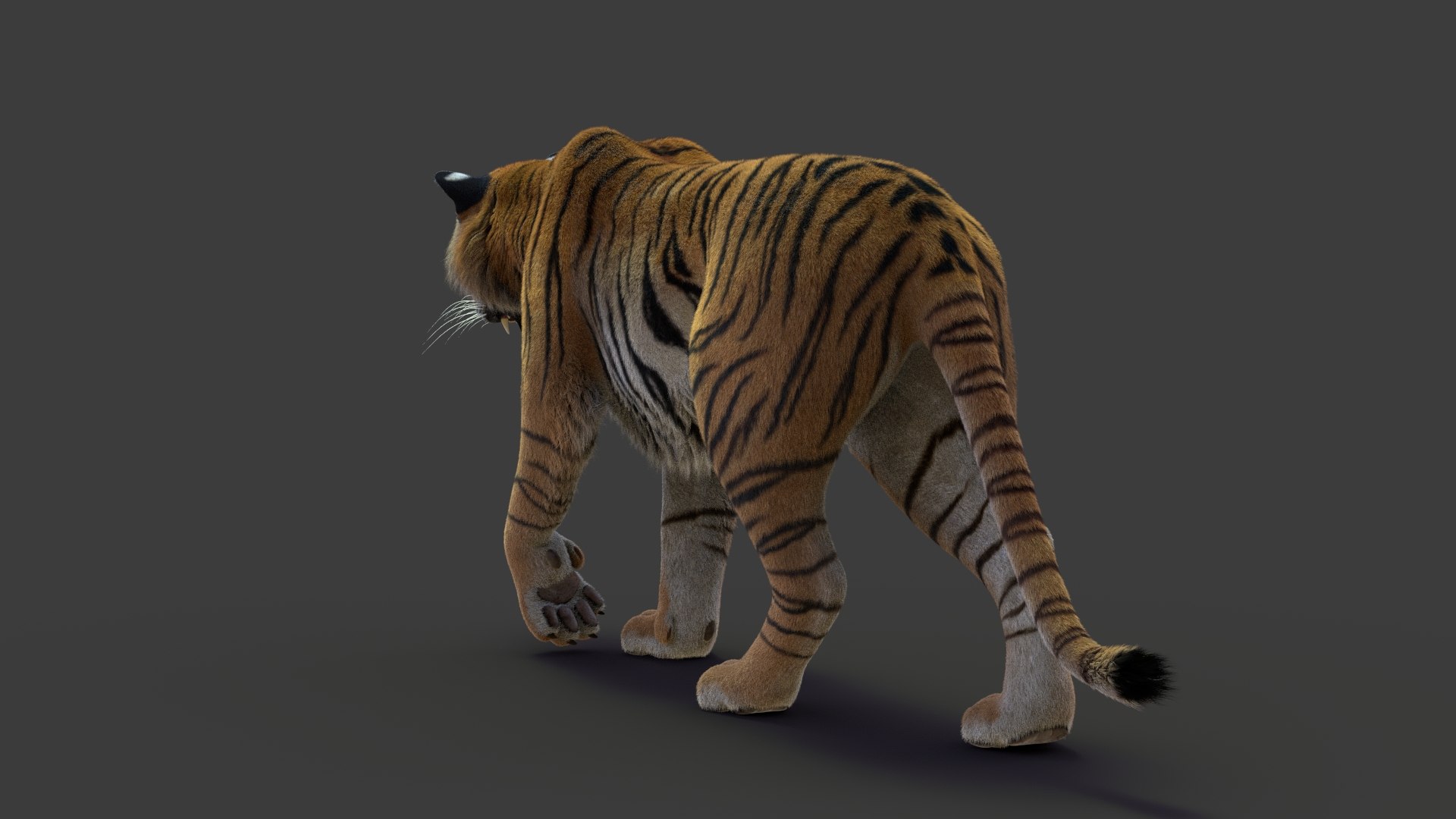 tiger 2 fur rigged 3D model https://p.turbosquid.com/ts-thumb/wG/cHys7s/VbeAIIhu/tigerfurrigged11/jpg/1568386357/1920x1080/fit_q87/1de4a92364ea4dc7593f66ca62568d8b5b8b71f9/tigerfurrigged11.jpg