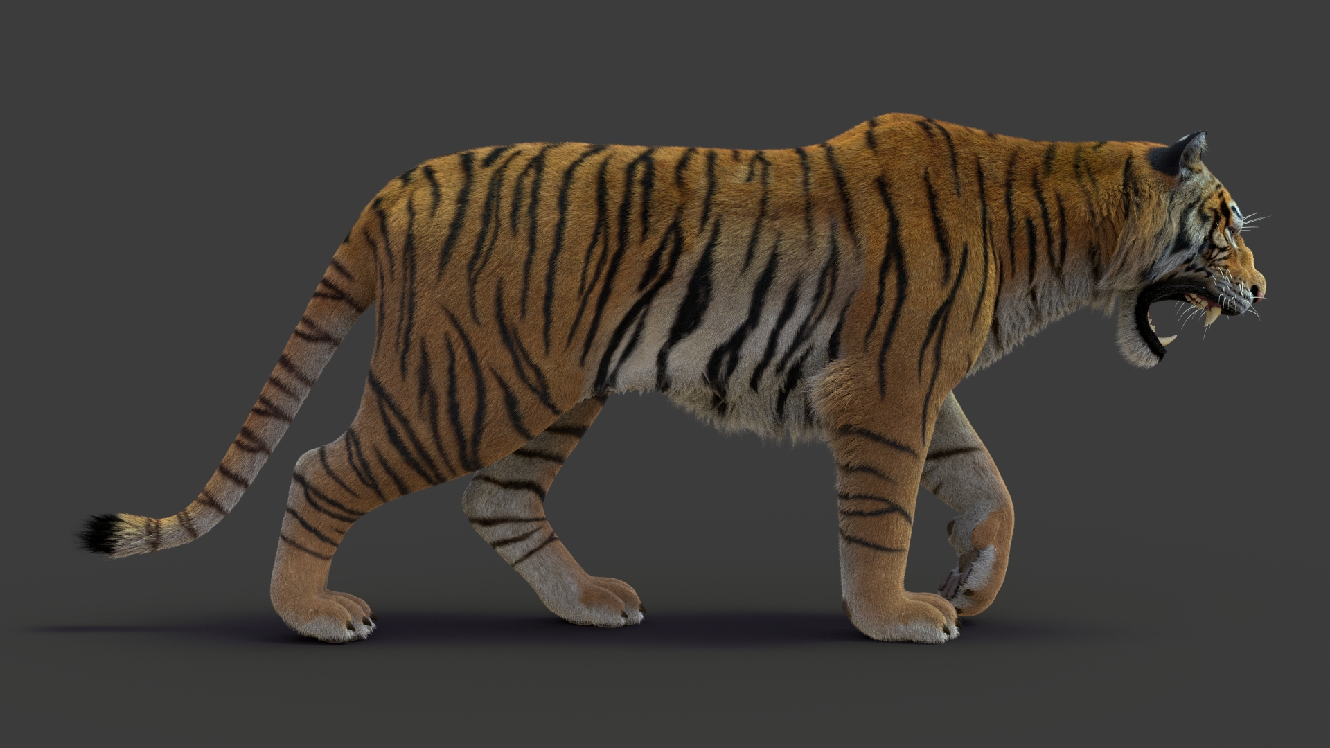 Tiger 3d model - Rigged, with Fur