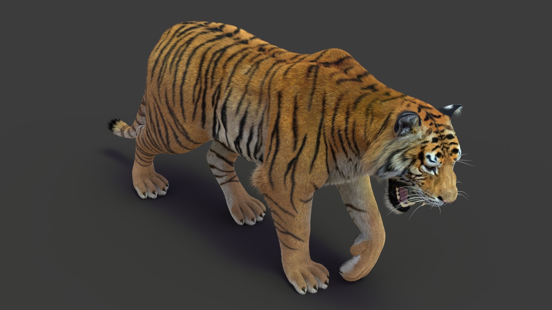 tiger 2 fur rigged 3D model https://p.turbosquid.com/ts-thumb/wG/cHys7s/XpFIvpmV/tigerfurrigged08/jpg/1568128671/1920x1080/fit_q87/a0929a2c4a65fbd81cad6e160b555fa31fa4ed22/tigerfurrigged08.jpg