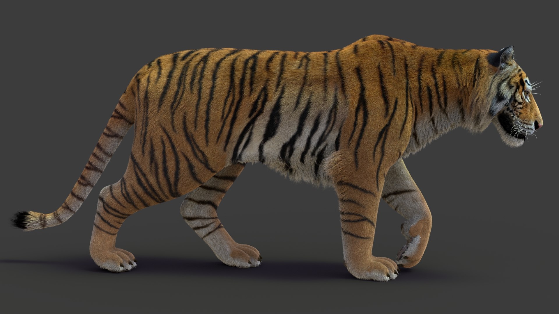 tiger 2 fur rigged 3D model https://p.turbosquid.com/ts-thumb/wG/cHys7s/apwsV5Po/tigerfurrigged03/jpg/1568128655/1920x1080/fit_q87/0ea2ca2ddc8c8eca45241e18722bc2fe79ed2eb8/tigerfurrigged03.jpg