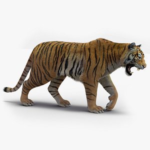 tiger 2 fur rigged 3D model