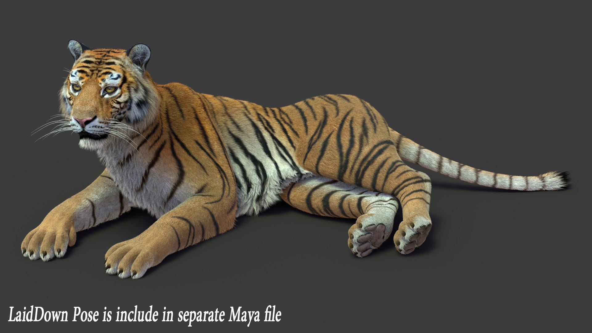 tiger 2 fur rigged 3D model https://p.turbosquid.com/ts-thumb/wG/cHys7s/odl70Pzn/tigerfurrigged13/jpg/1568403459/1920x1080/fit_q87/498b947cdee90206389a5454c2f19b4f06265847/tigerfurrigged13.jpg