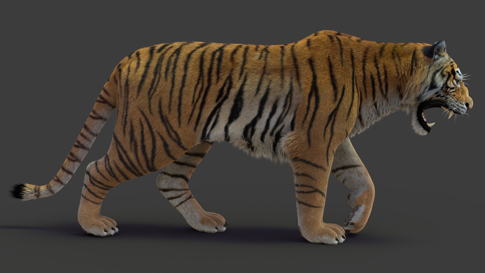 tiger 2 fur rigged 3D model https://p.turbosquid.com/ts-thumb/wG/cHys7s/rZ13ew3S/tigerfurrigged04/jpg/1568128660/1920x1080/fit_q87/25fa3ca9965972ae28dd2f12d1ed75ffc9ccc02a/tigerfurrigged04.jpg