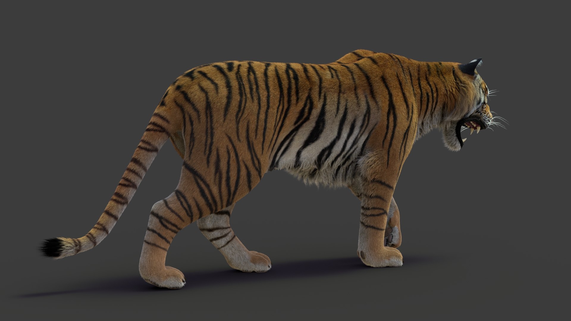 tiger 2 fur rigged 3D model https://p.turbosquid.com/ts-thumb/wG/cHys7s/vZrvDHz2/tigerfurrigged12/jpg/1568386361/1920x1080/fit_q87/c852985ddb9fcbc06ff95feb58a9f78366b9fc70/tigerfurrigged12.jpg