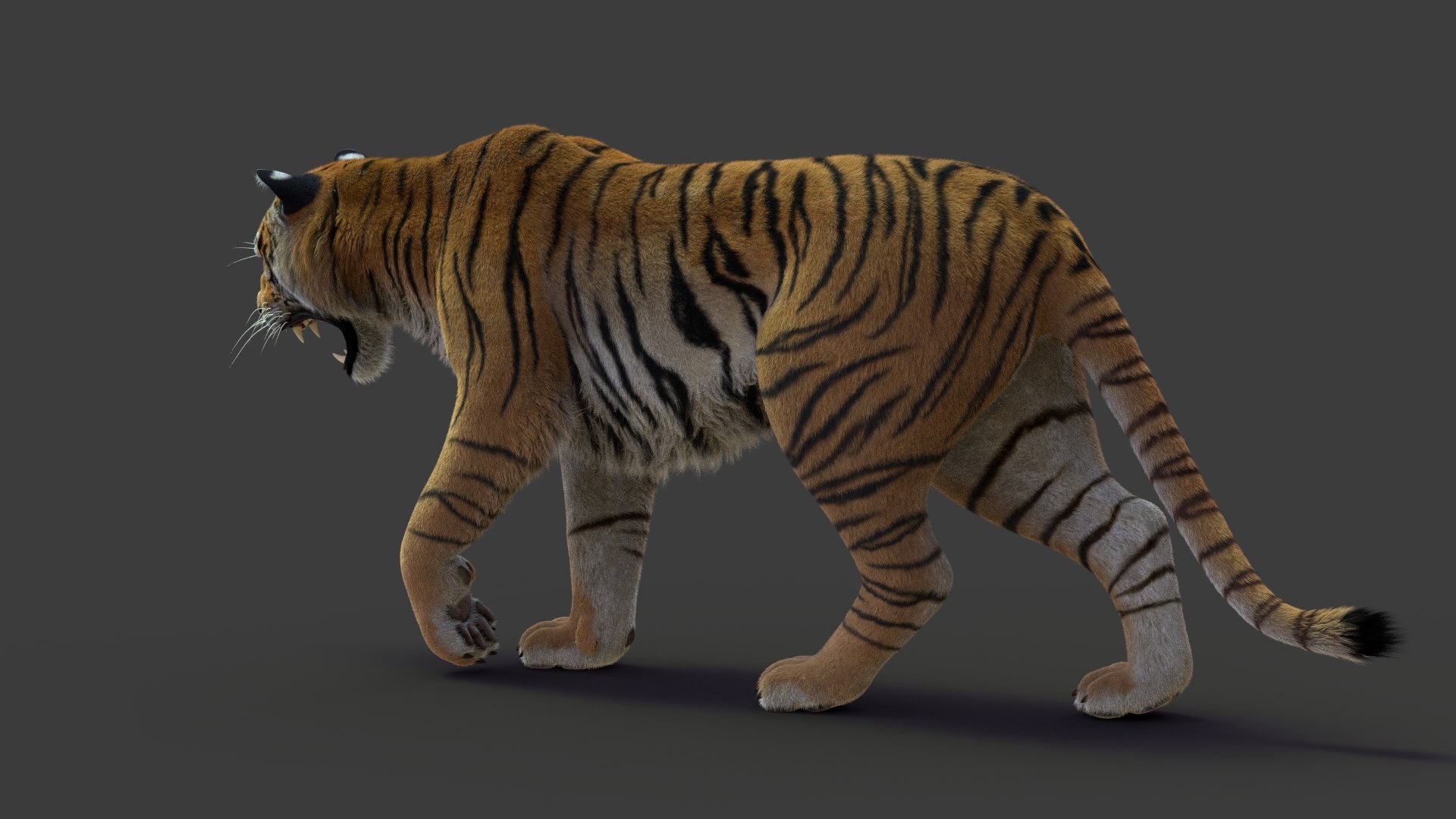 tiger 2 fur rigged 3D model https://p.turbosquid.com/ts-thumb/wG/cHys7s/vogudGUi/tigerfurrigged10/jpg/1568386356/1920x1080/fit_q87/7dbf896f92ac21292050b084f0314cf7ec375ce4/tigerfurrigged10.jpg