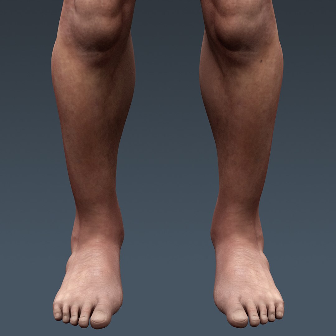 3d models anatomy