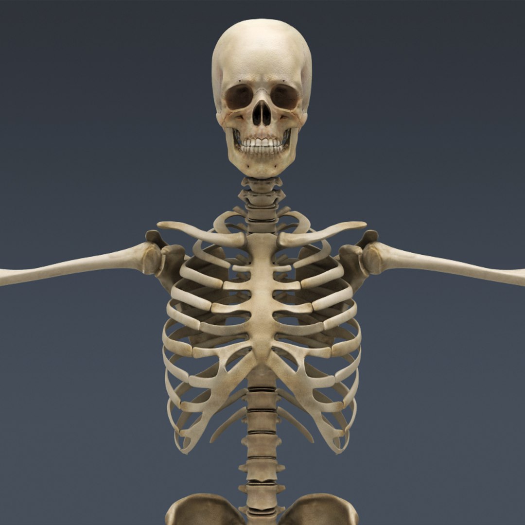 Включи скелет 3. Скелет человека 3/4. Скелет человека анатомия 3д кости. 3ds Max скелет body 25. Скелет XTK.