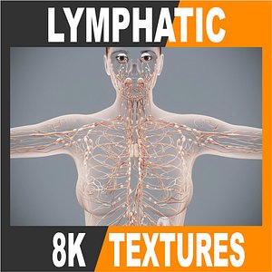 3d model of human male female anatomy