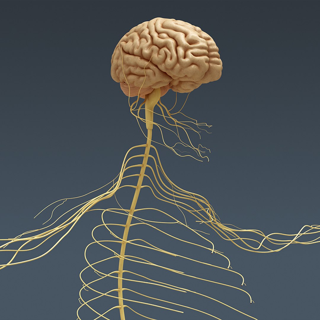 Нервные каналы мозга
