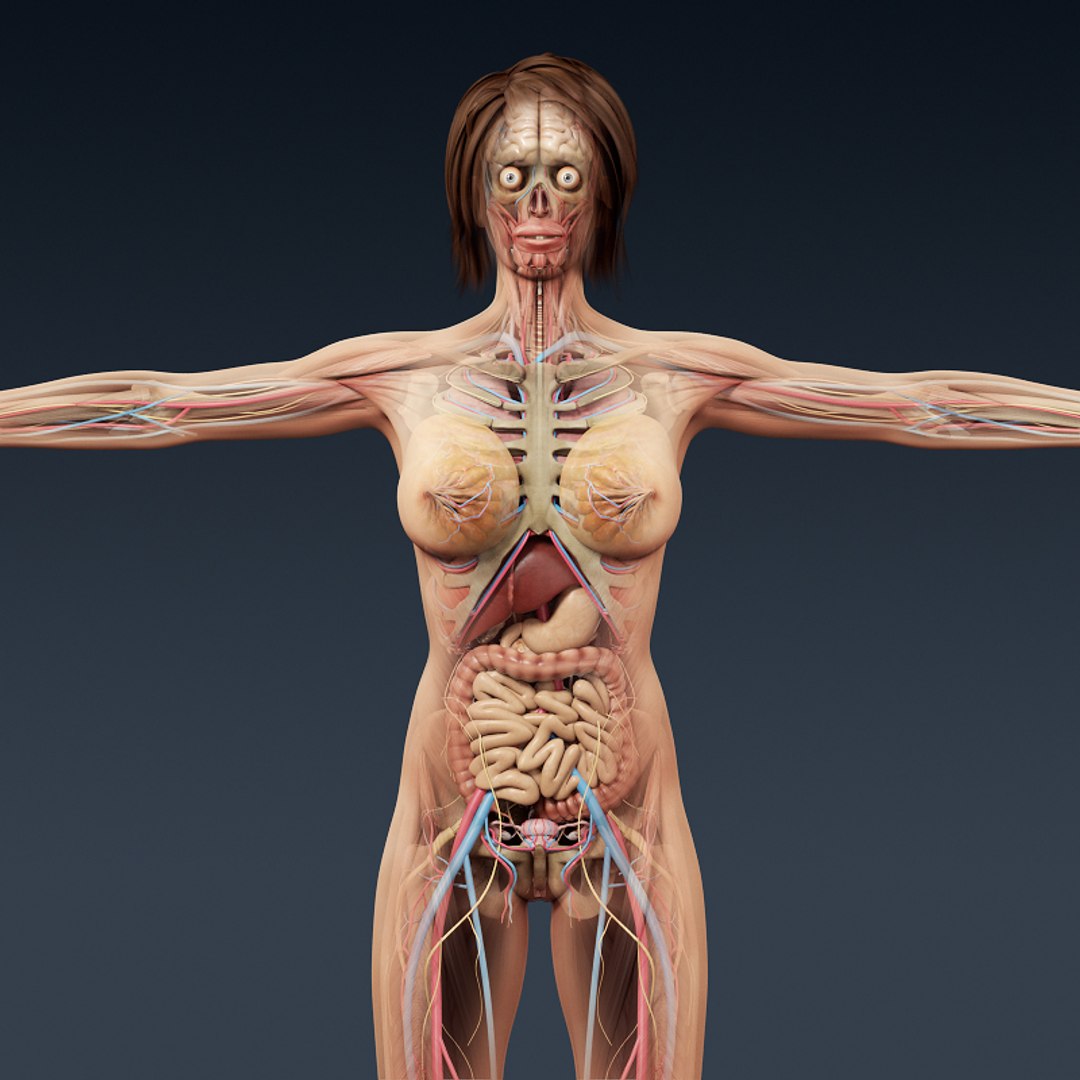 голая женская анатомия фото 55